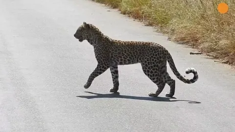 🔥 Leopard standing on hind legs to get better view of Impala - Kruger National Park 🔥