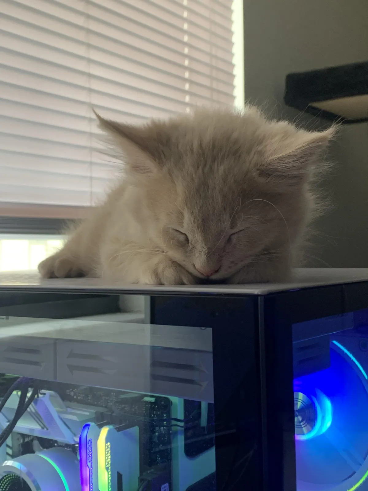 My fluffy little kitty