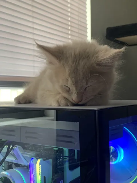 My fluffy little kitty