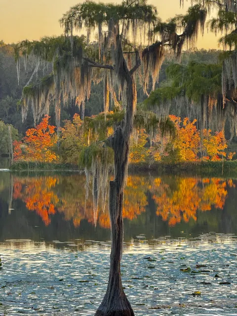 🔥Fall color in the swamp