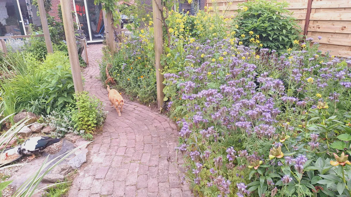 I let my garden go wild and have never had more bees, butterflies and birds.