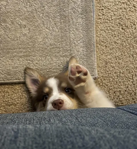 Sisko says “hi!!”