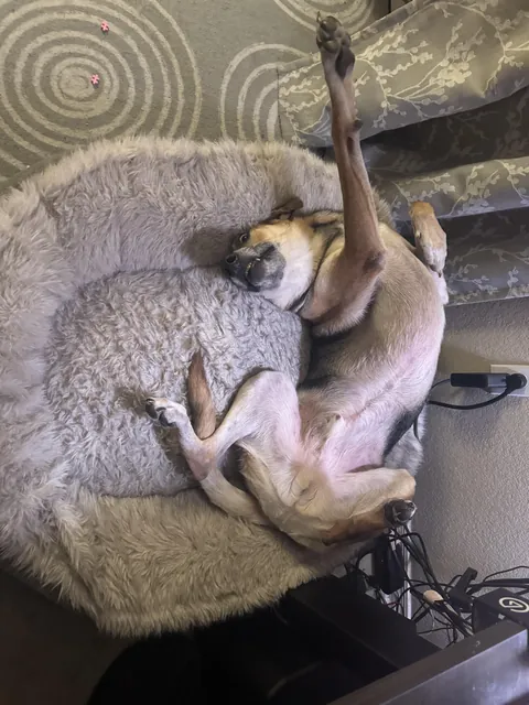 This is Maverick. He does this when he wants pets. He’s a good boi.