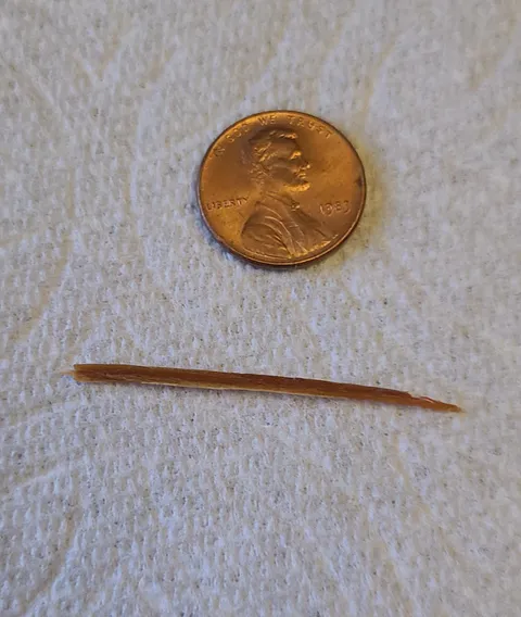 Pulled this out of my leg today after bumping it against the edge of a piece of plywood a week ago.