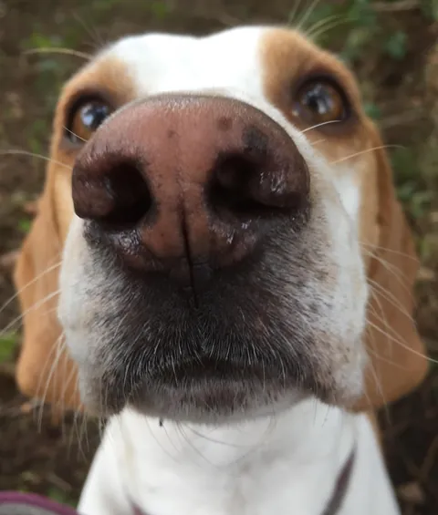 More noses of the dogs I walk