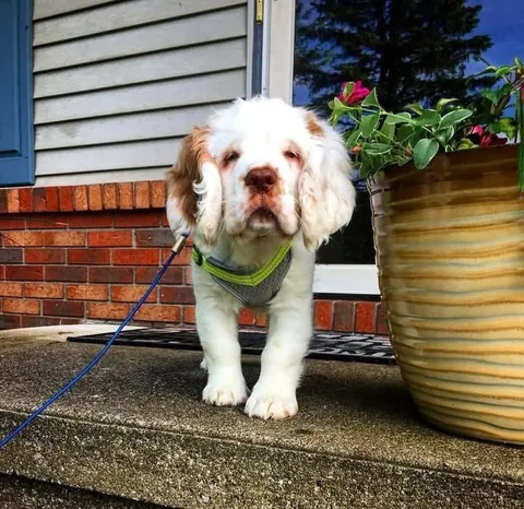 HAPPY BIRTHDAY HELGA! Today our sweet girl turns 6! 💕