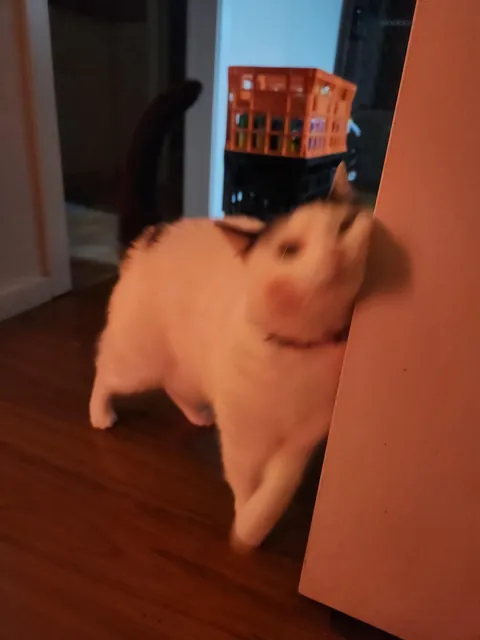 Is it bad to kiss cats with lipstick on