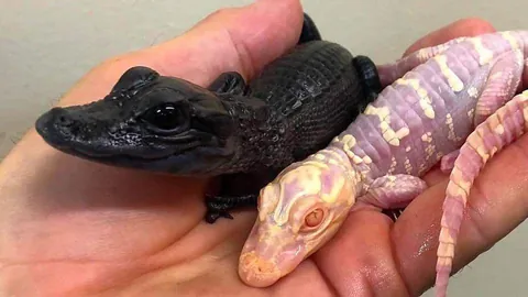 A melanistic &amp; albino alligator