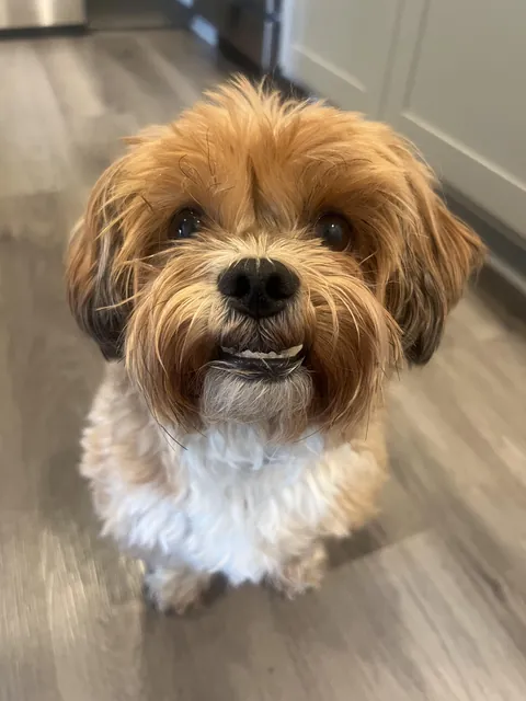 His face when he knows he’s about to get a treat 😅❤️