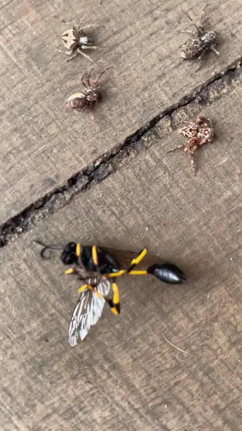 Guy founds 47 paralyzed spiders inside a solitary wasp nest