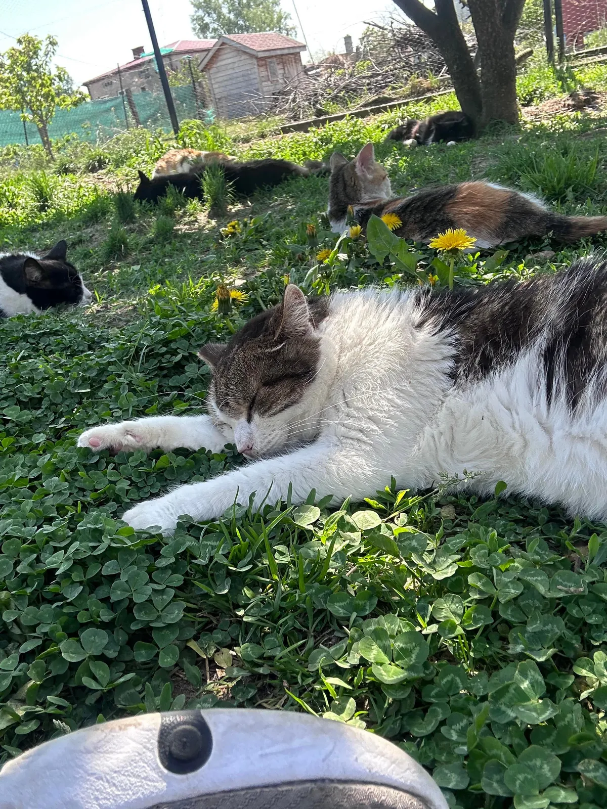 I volunteer at a cat hospice and it’s a place full of love