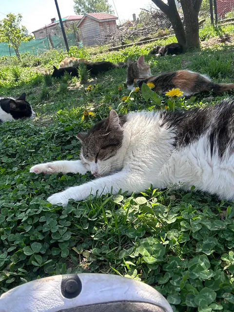 I volunteer at a cat hospice and it’s a place full of love