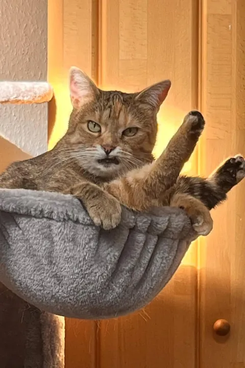 Throwback to when I accidentally bought a kitten tree for my grown cats and my cat wanted to let me know just HOW mad she was 😡