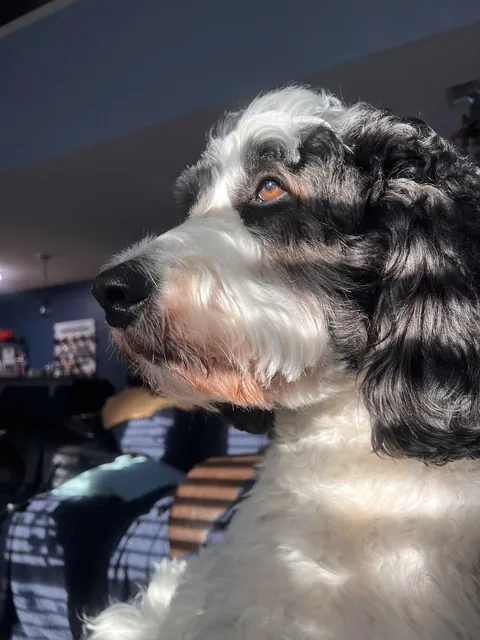 A picture my wife took of our dog