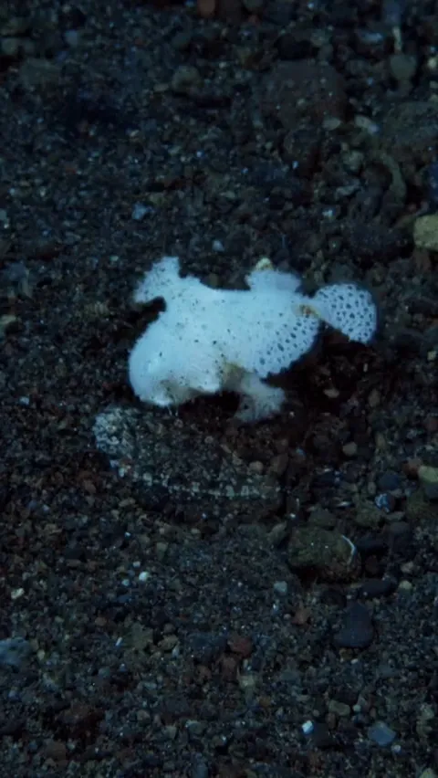 Baby hairy frogfish attacks and swallows flounder of almost equal body size