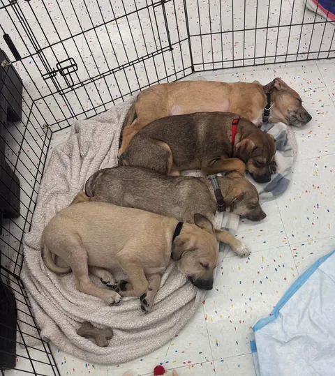 My rare foster puppers!