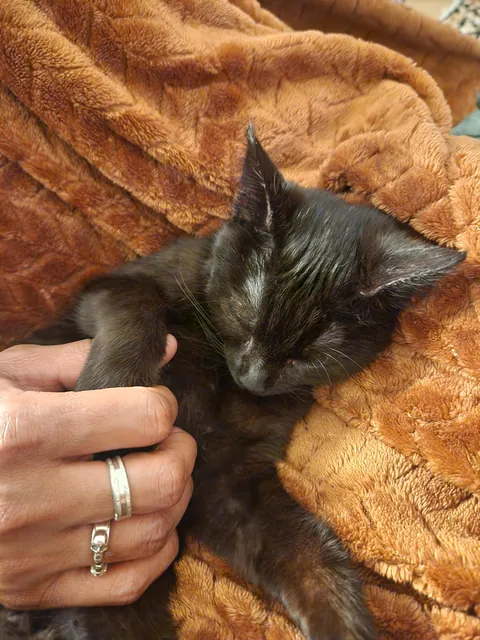 Anyone else have a cuddle bug?