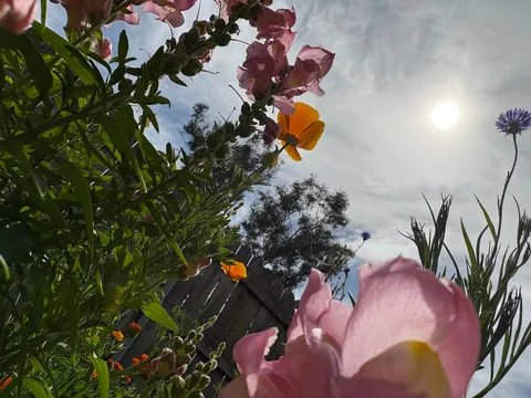 It’s bittersweet knowing I’m going to leave my first garden behind after I move in a month.. here’s some photos of my flowers.
