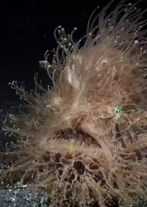 🔥hairy frogfish doin its thang