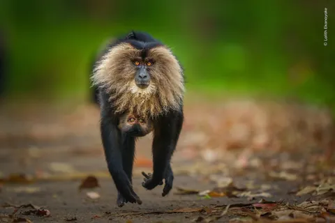 🔥Nominees for the Nuveen People’s Choice Award from Wildlife Photographer of the Year 2026