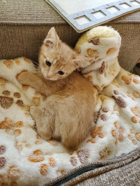 A smoll criminal broke into the house today