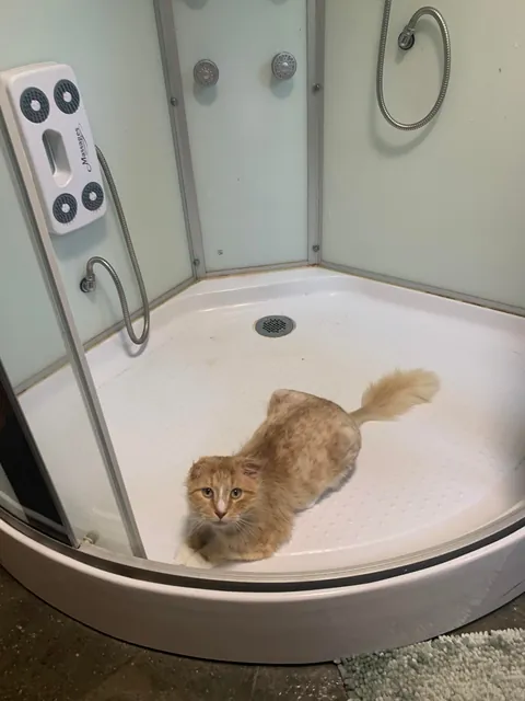 The transformation of Finnegan from forest cat to pampered city kitty