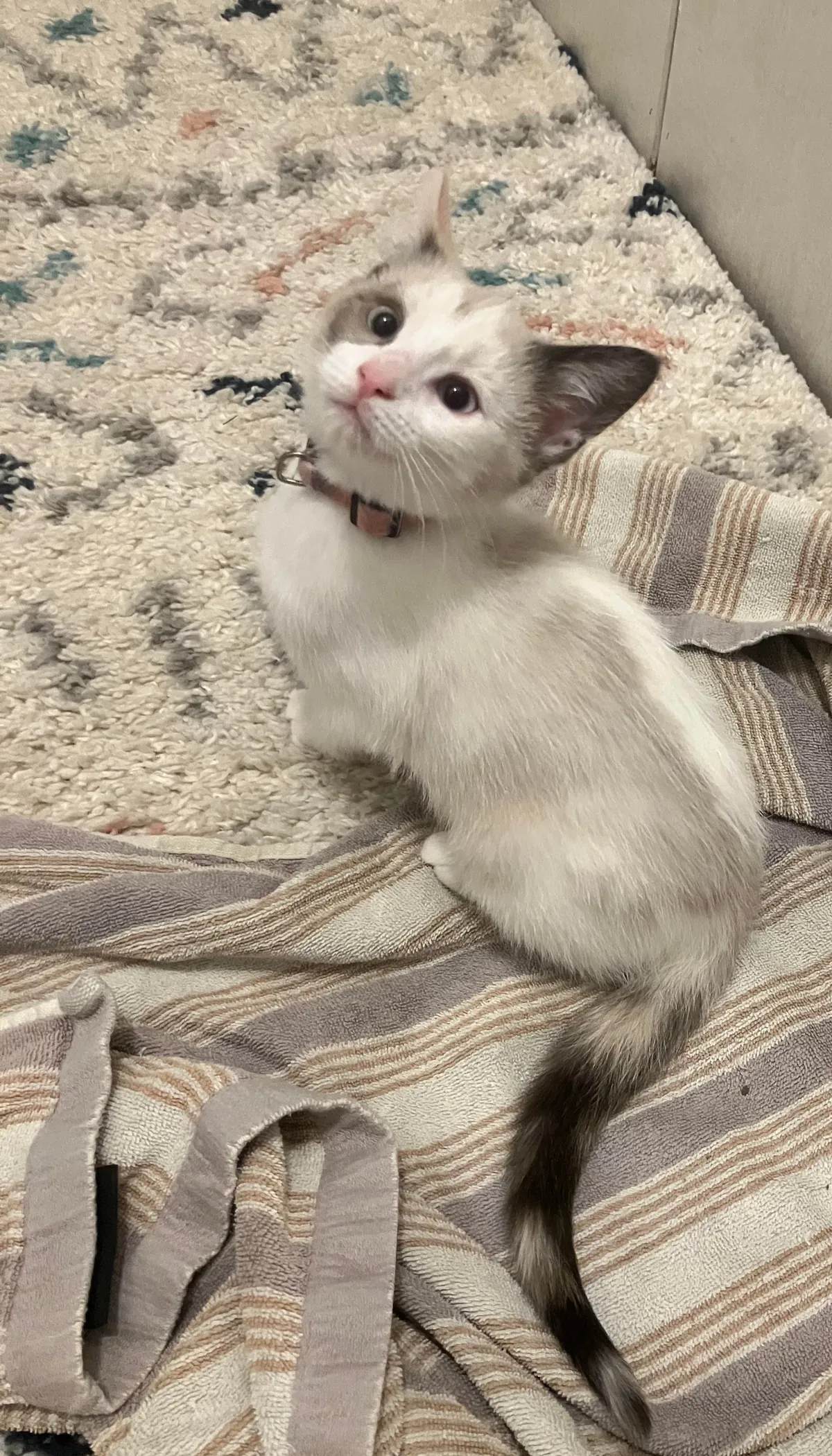 Returned for not being cuddly enough