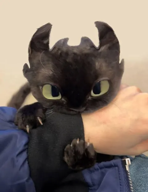 How To Train Your Dragon : 1st Tutorial