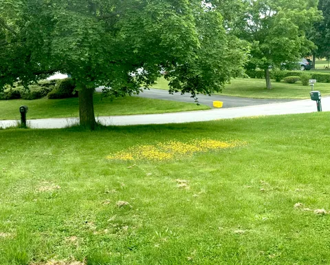 These yellow flowers are only growing in one area of my lawn.
