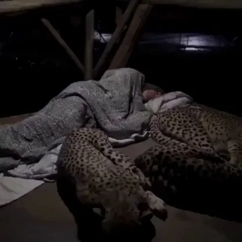 Family of cheetahs sleep with a park ranger every night. Incredible show of affection and love between wild animals and humans