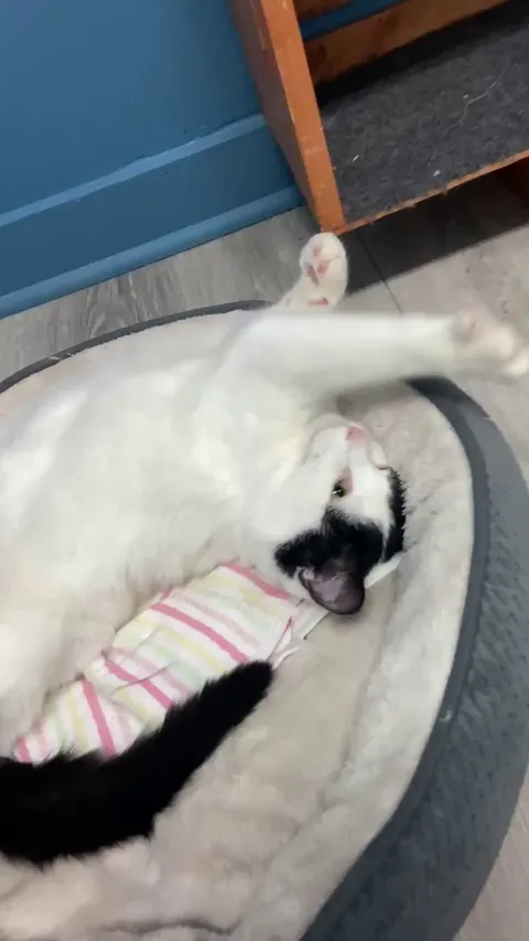 Sleipnir from our shelter loooves getting petted on the belly.