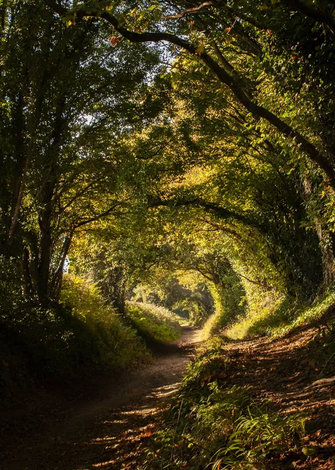 The leaves weren't as orange as I wanted, overcooked?
