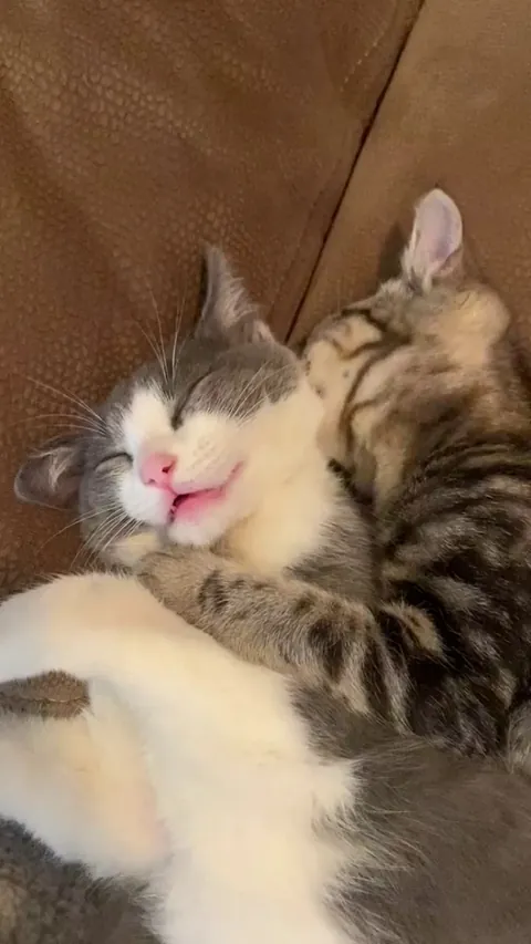 Jelly is just trying to sleep but Bean won’t let him rest