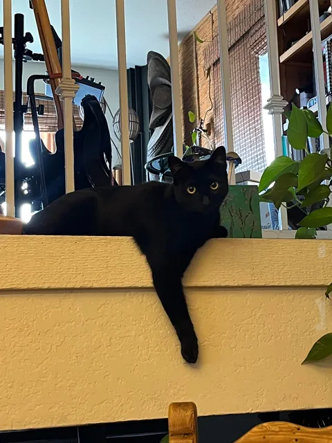 I put my cat on a sweater