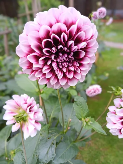 Loved growing Dahlias this year