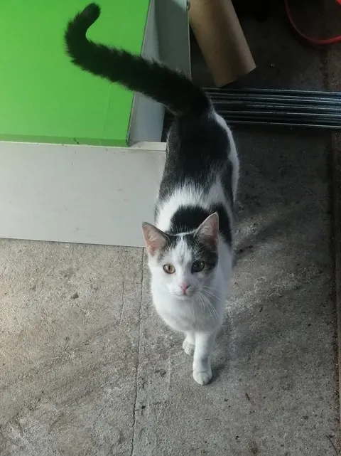 stray cat moved in and basically adopted me 😆 ♥️