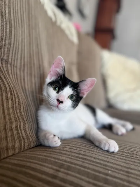 I didn’t even know the feeder had a manual button! Kitten had a field day.