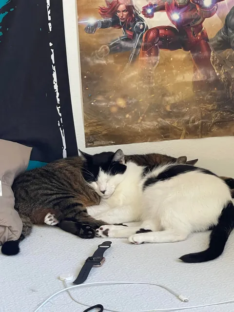 My cats once a year vs my cats normally 😂😂