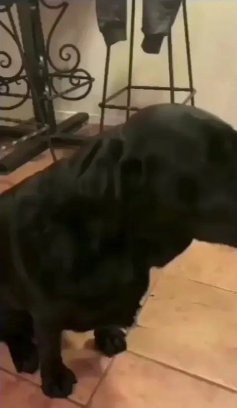 Doggo does happy derps when their human finally says “eat.”