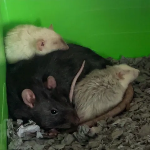 julian the cowardly giant update