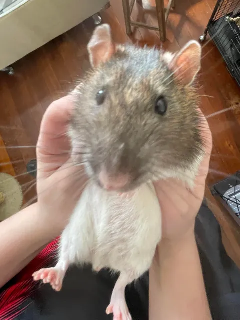 what a round shaped rat