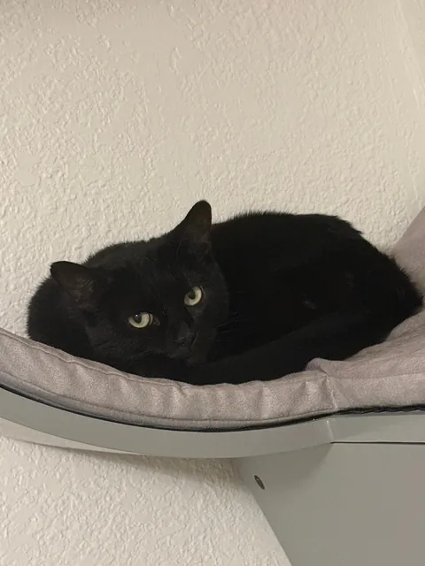 I foster failed! Meet Beatrix