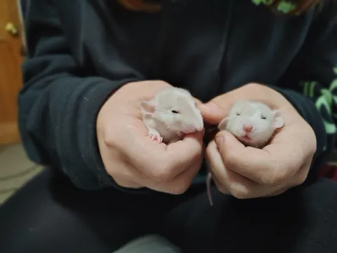Souplings are two weeks old now