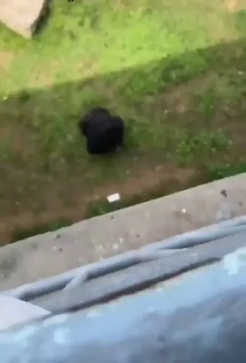 Smart gorilla returns tourist's phone