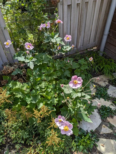 The first season of my flower garden