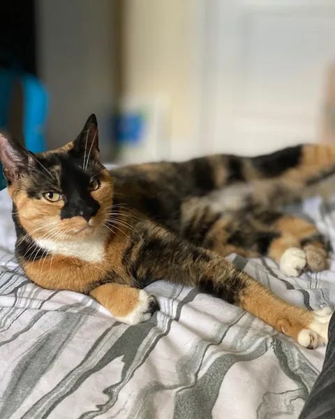 Tribute to my beloved Sandra. Had to say our goodbyes this morning and I'm still in shock. 11 years old, best friends for life