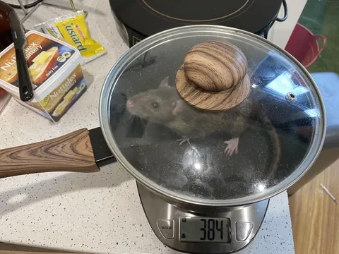 *SOMEONE* didn’t want to get in the scales bowl