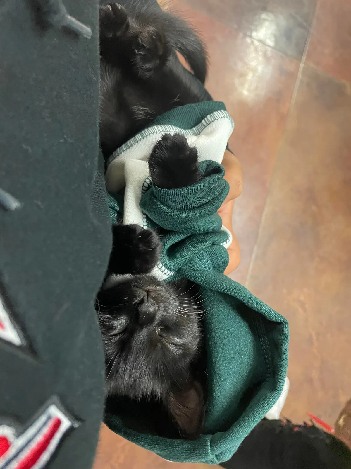 7 months ago this cutie was found inside the hood of a car