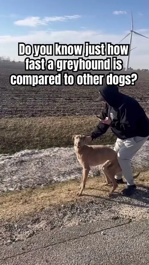 Greyhounds easily outrun the other dogs.