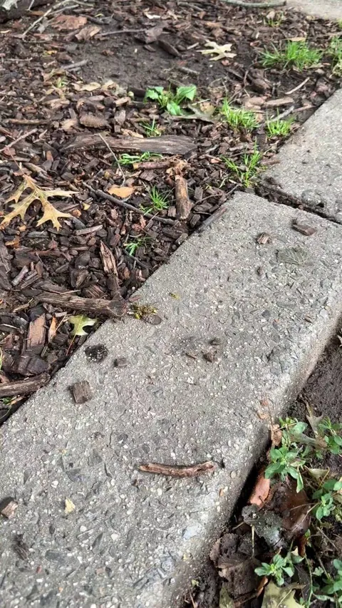 What is happening with these bees and this Spotted Lantern Fly?